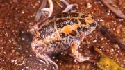 Colourful male frog sitting on ground